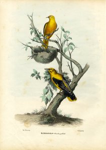 ゴールデンオリオール、1863-79